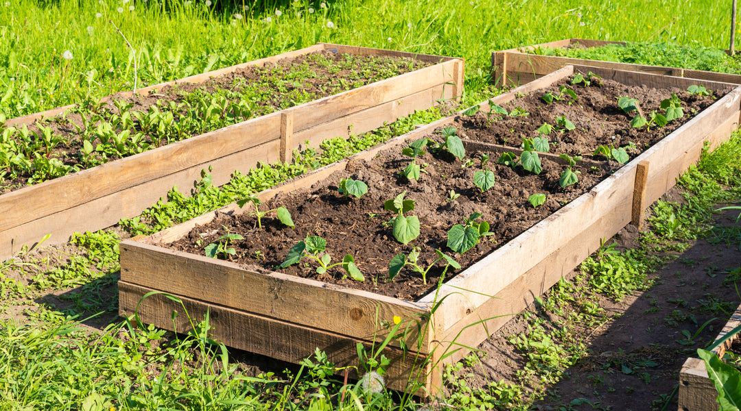 Is a Raised Bed Right For Your Growing Needs?