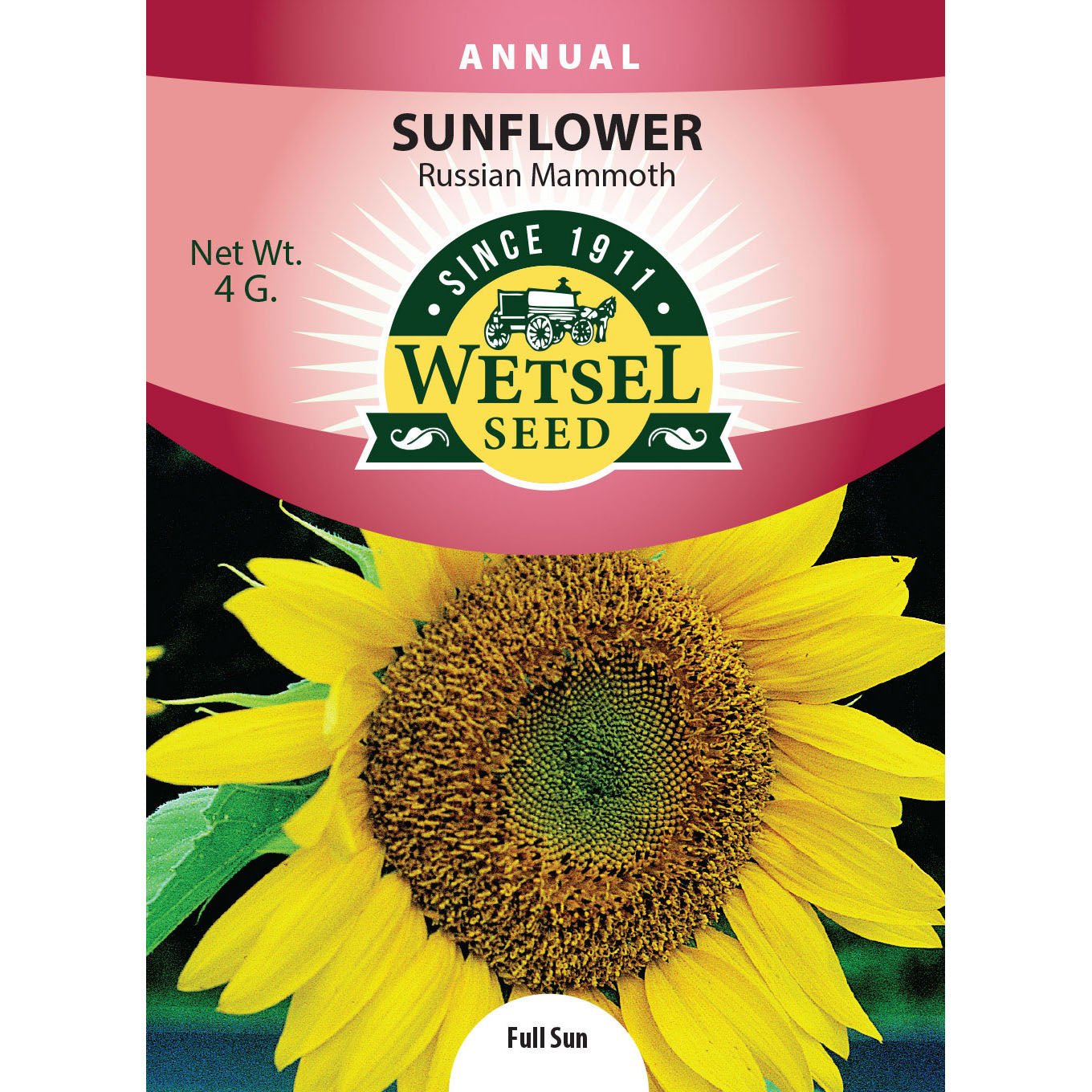 Wetsel Seed Russian Mammoth Sunflower Plant Packets – Greenhouse