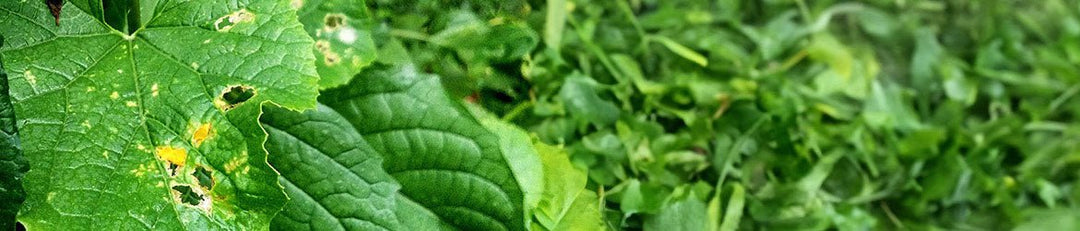 An Intro to Pesticides: The Basics - Greenhouse Megastore