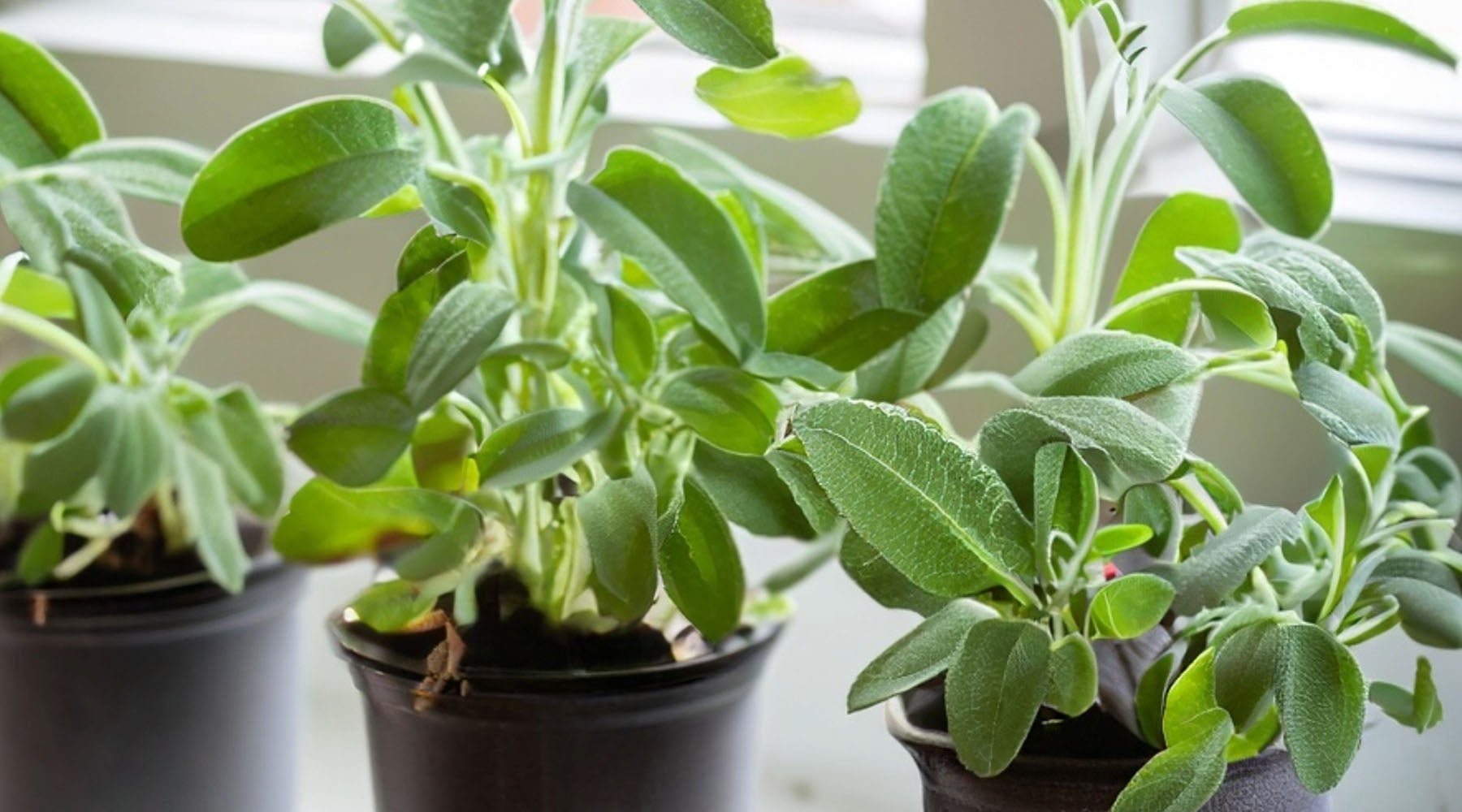 Caring for Windowsill Herbs - Greenhouse Megastore