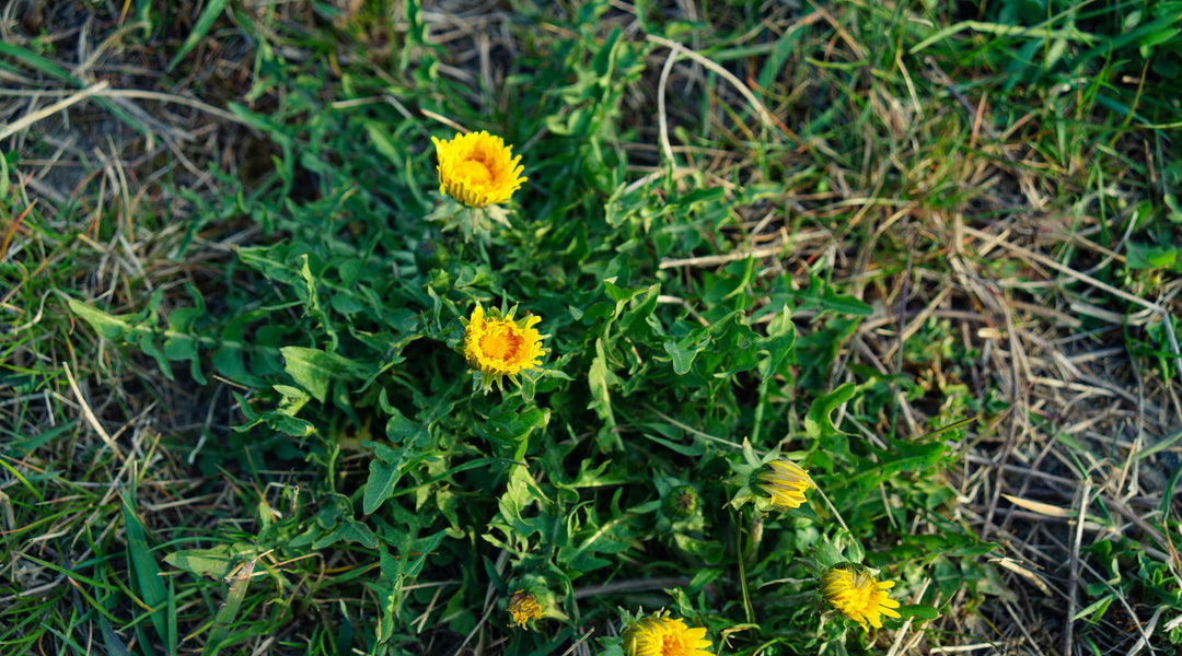 How to Control Weeds in a Garden - Greenhouse Megastore