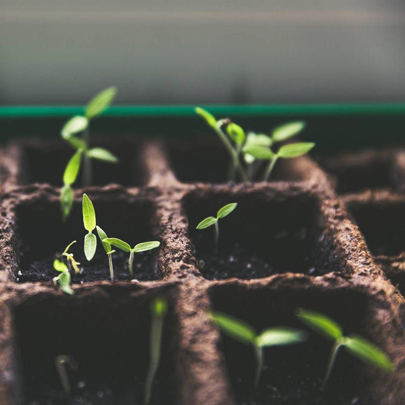 Successful Seed Starting Basics - Greenhouse Megastore