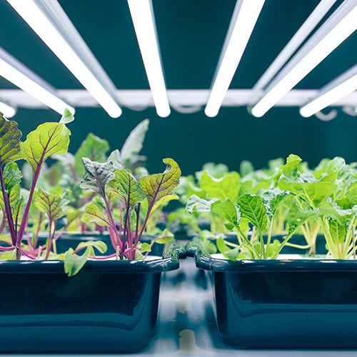 Hydroponic Rooting Hormones and Supplements