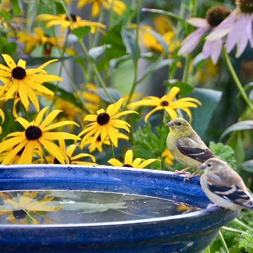 Birding - Greenhouse Megastore