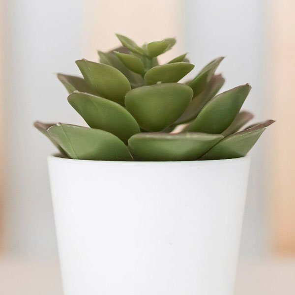 Decorative Planters - Greenhouse Megastore