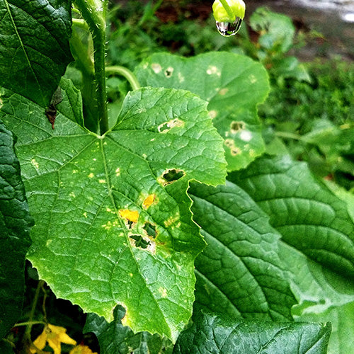 Insecticide & Insect Traps