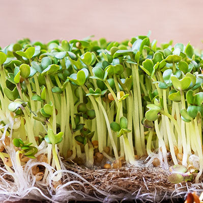 Microgreen Growing