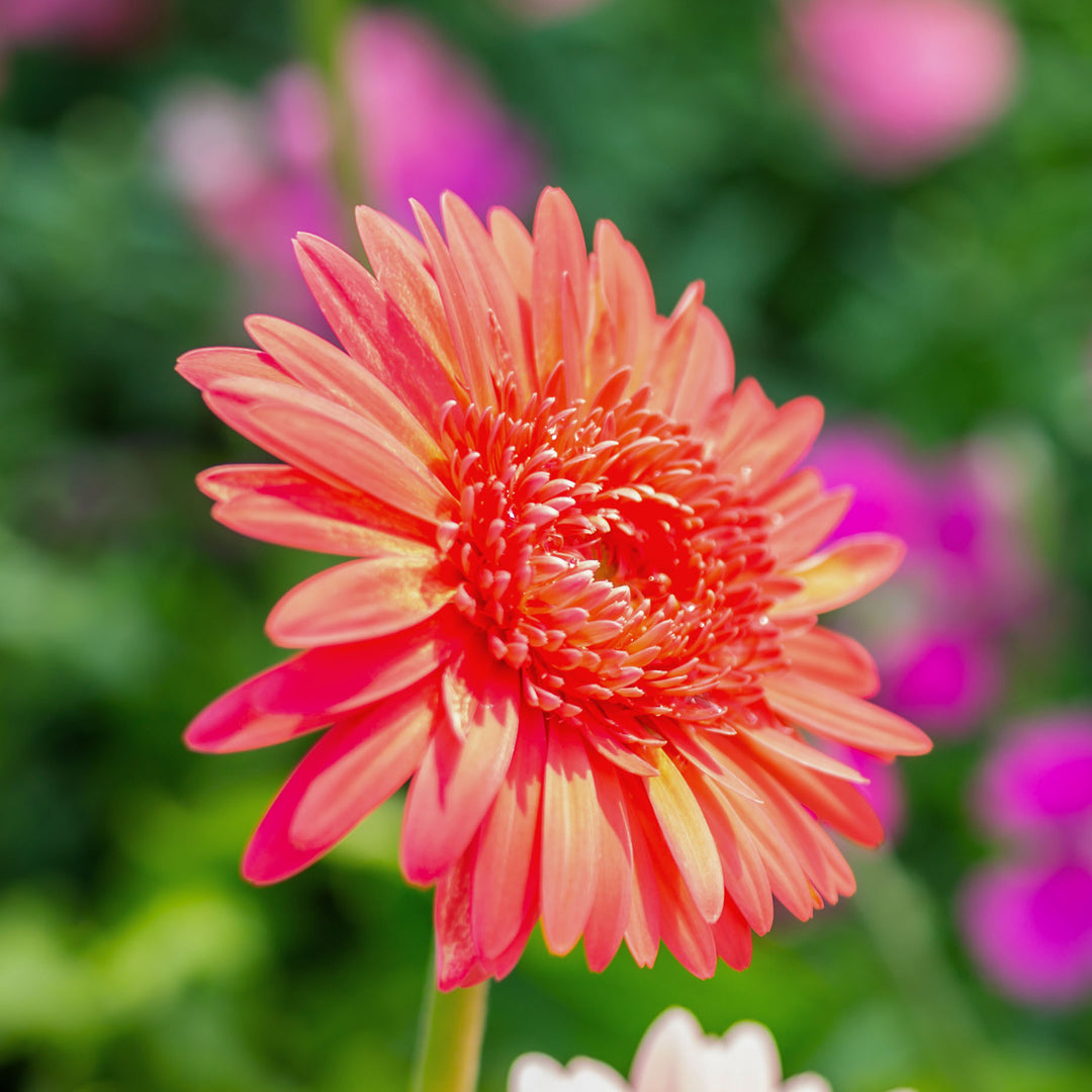 Mother's Day Gift Ideas