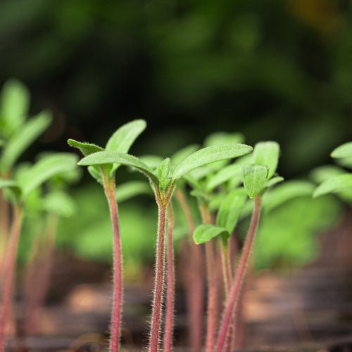 New Arrivals - Greenhouse Megastore