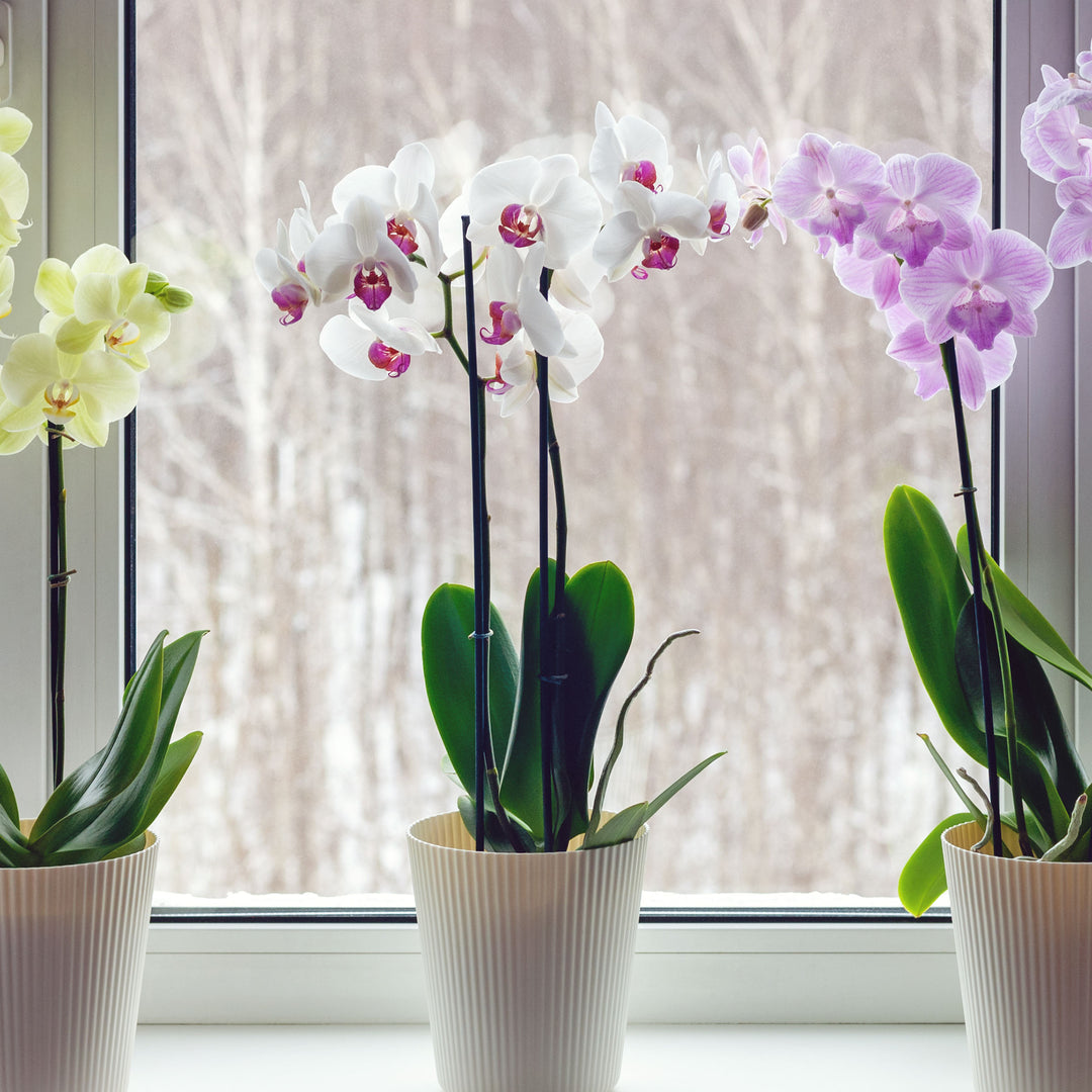 Orchid Growing