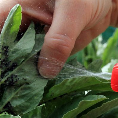 Pest Prevention - Insect & Disease Control for Gardens & Greenhouses - Greenhouse Megastore