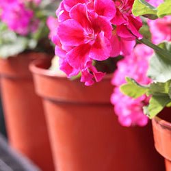 Plant Containers: Plastic Growing Pots, Trays & Planters - Greenhouse Megastore