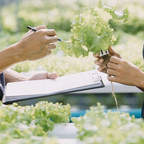 School Greenhouse & Garden Curriculum - Greenhouse Megastore