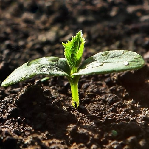 Soil Nutrition | Plant & Soil Fertilizer & Composters - Greenhouse Megastore
