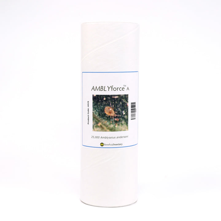 AMBLYforce™ A for Spider Mite Control