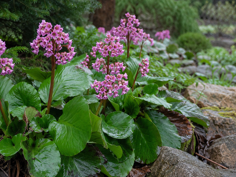 Bergenia – Greenhouse Megastore