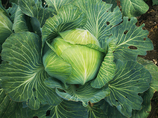 Charleston Wakefield Cabbage – Greenhouse Megastore