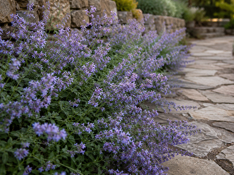 Catmint Native Catmint – Greenhouse Megastore