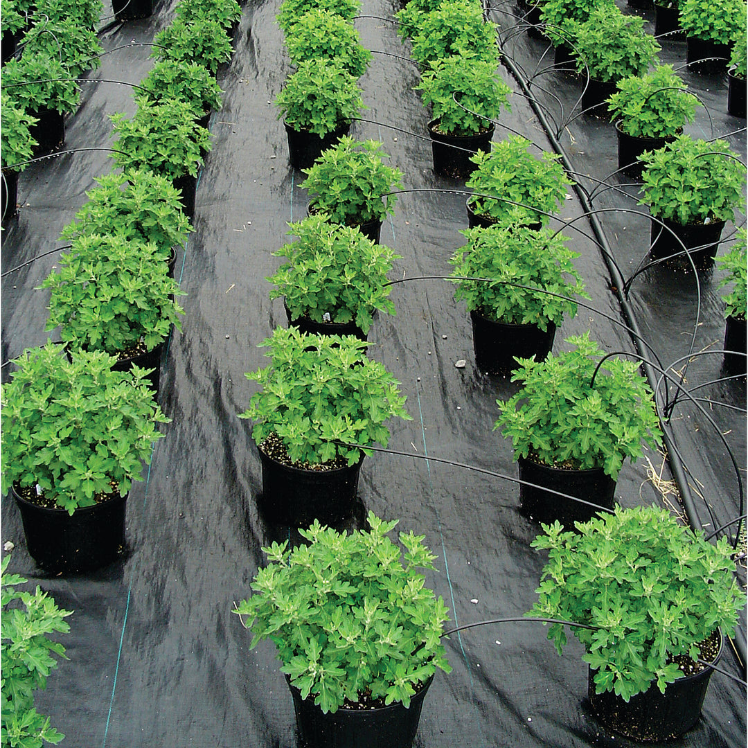 Grower Select Deluxe Ground Cover