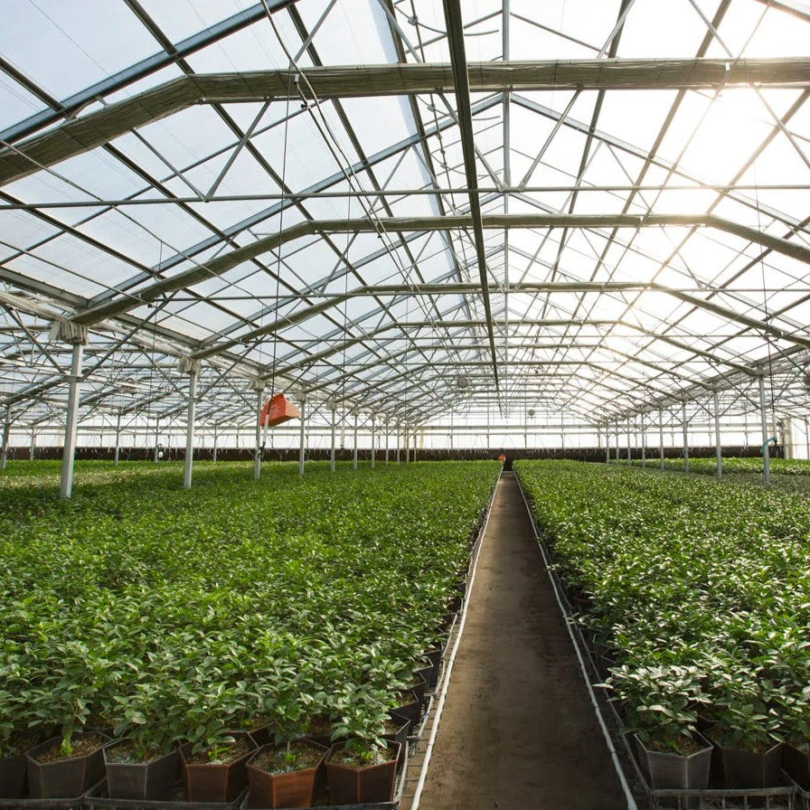 Gable 7500 Commercial Greenhouse