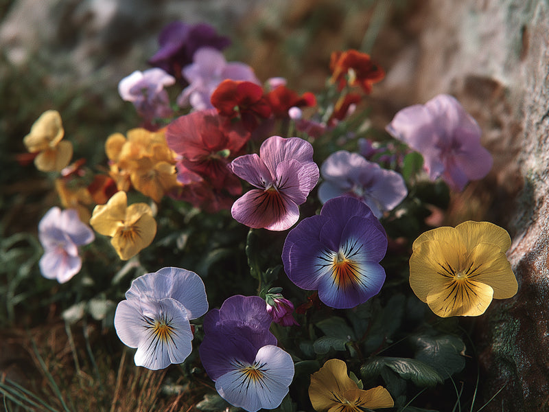 ‼️お得13種MIX【173】雲竜　アジサイ　フィリカ　マグノリア　ユーカリ　生花 Pansy – Greenhouse Megastore