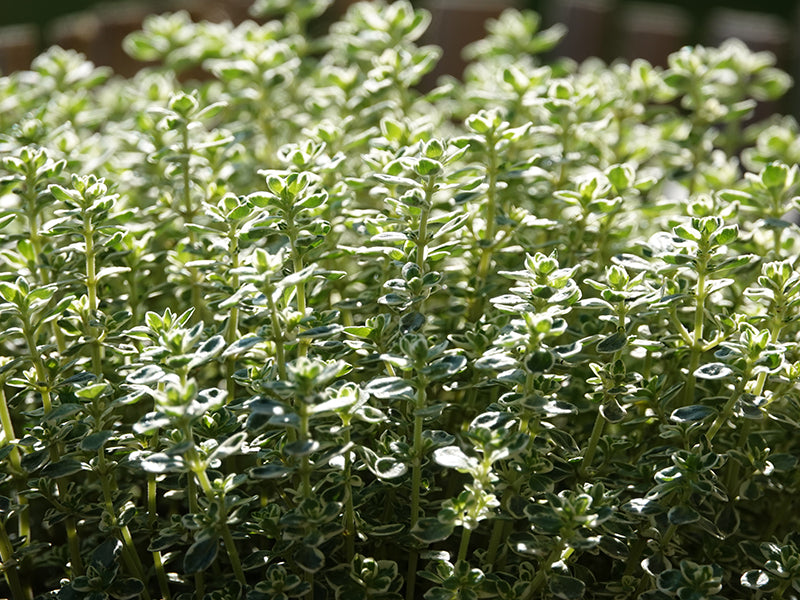＊thymeページになります＊ Thyme – Greenhouse Megastore
