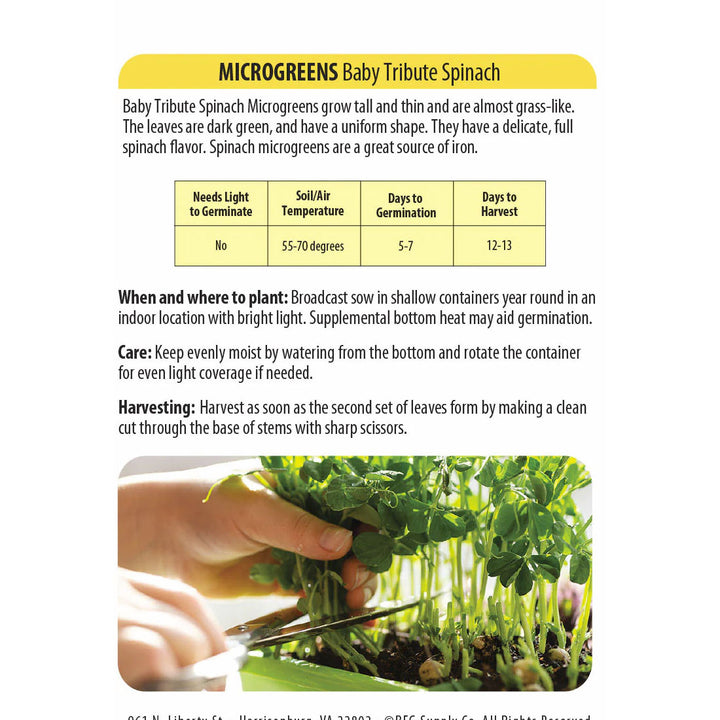 Wetsel Seed™ Microgreens Baby Tribute Spinach Seed