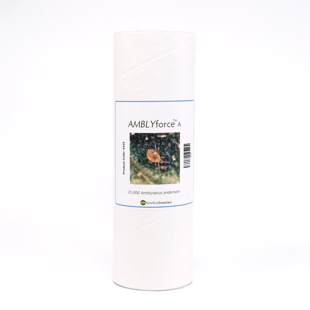 AMBLYforce™ A for Spider Mite Control - Greenhouse Megastore