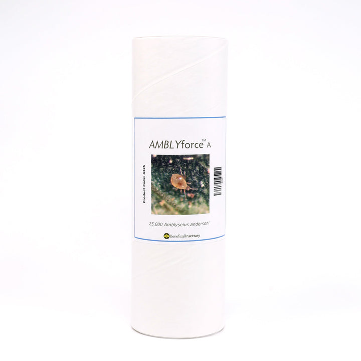 AMBLYforce™ A for Spider Mite Control - Greenhouse Megastore