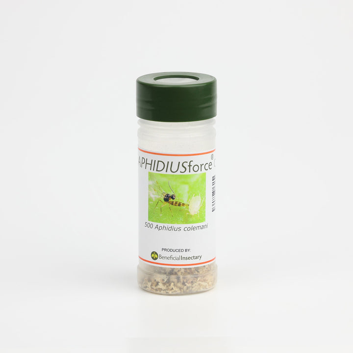 APHIDIUSforce™ C for Aphid Control - Greenhouse Megastore