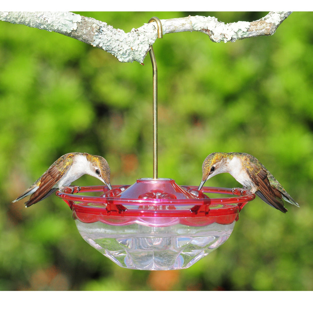 Aspects HummBlossom Hummingbird Feeder - Greenhouse Megastore