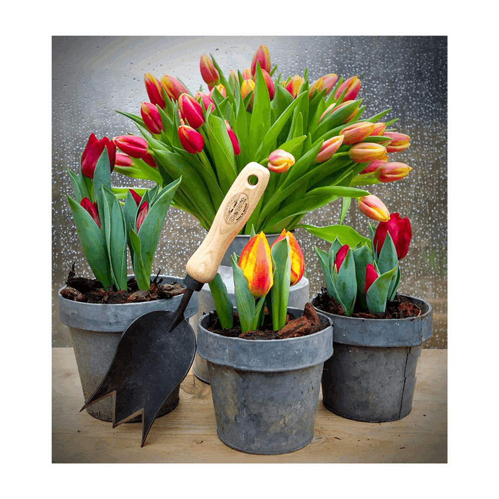 DeWit Tulip Trowel - Greenhouse Megastore