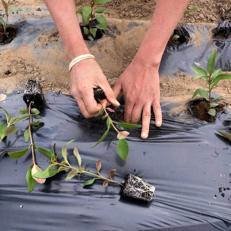 Gardener Select® 1 oz. Landscape Fabric Roll - Greenhouse Megastore