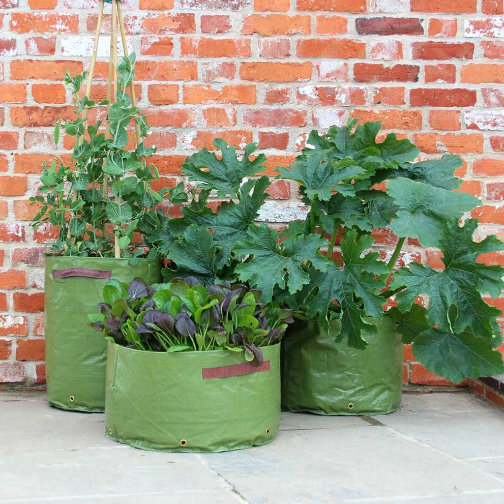 Haxnicks Vegetable Patio Planters - Multisize 3 Pack - Greenhouse Megastore