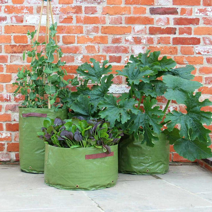 Haxnicks Vegetable Patio Planters - Multisize 3 Pack - Greenhouse Megastore