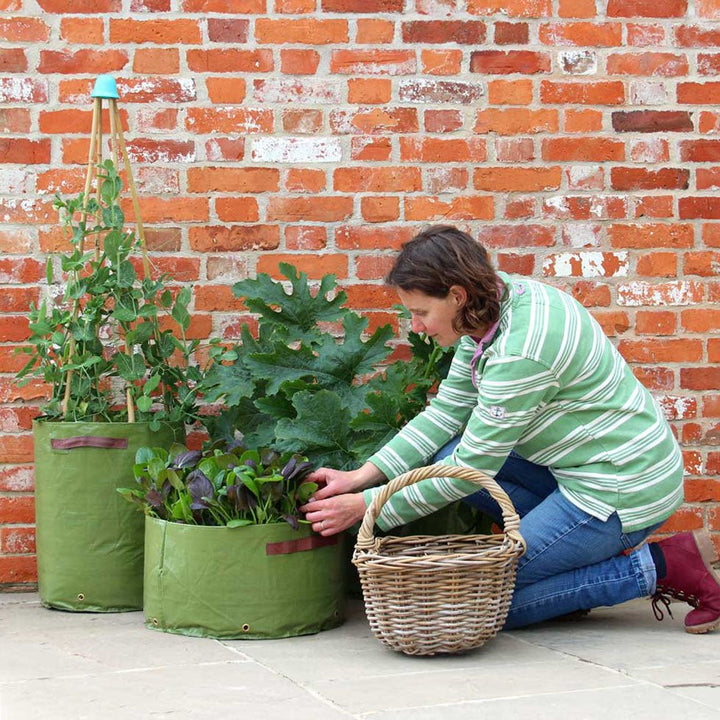 Haxnicks Vegetable Patio Planters - Multisize 3 Pack - Greenhouse Megastore