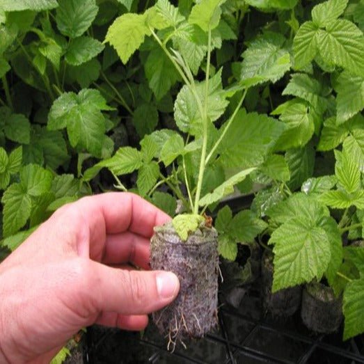 Jiffy - 7® Peat Pellets - Greenhouse Megastore