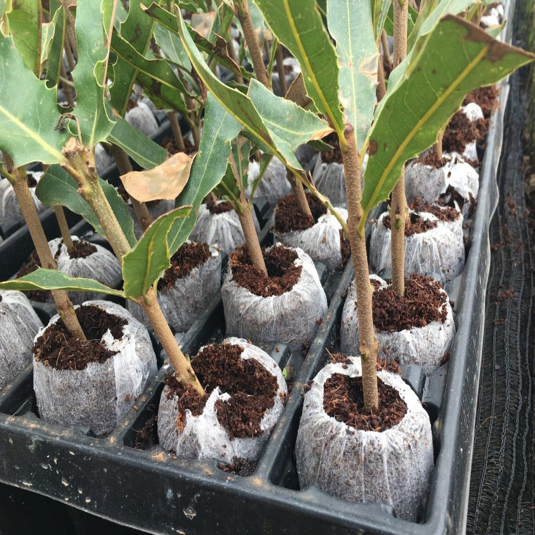 Jiffy - 7® Peat Pellets - Greenhouse Megastore