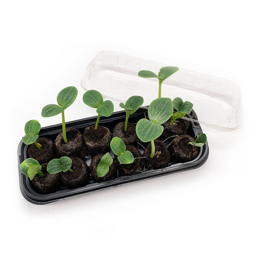 Jiffy® Seed Starting Windowsill Greenhouse - Greenhouse Megastore