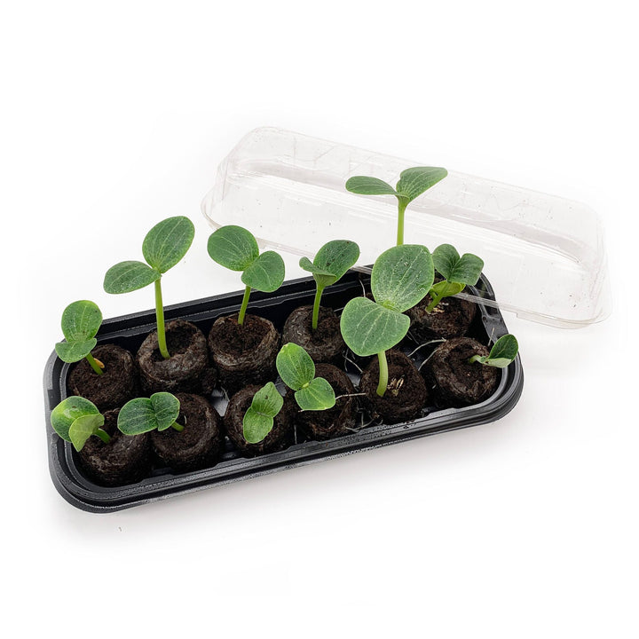 Jiffy® Seed Starting Windowsill Greenhouse - Greenhouse Megastore