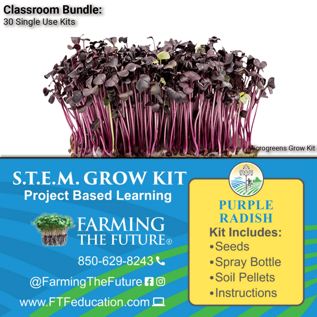 K - 12 STEM Student Purple Radish Microgreen Kit - Classroom Bundle - Greenhouse Megastore
