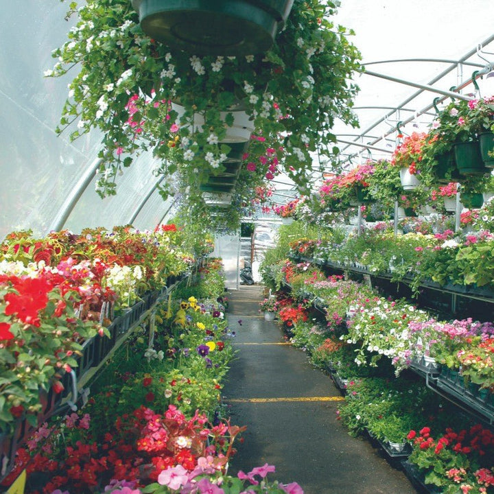 Kool - Mart 20 ft. Wide Retail Greenhouse - Greenhouse Megastore