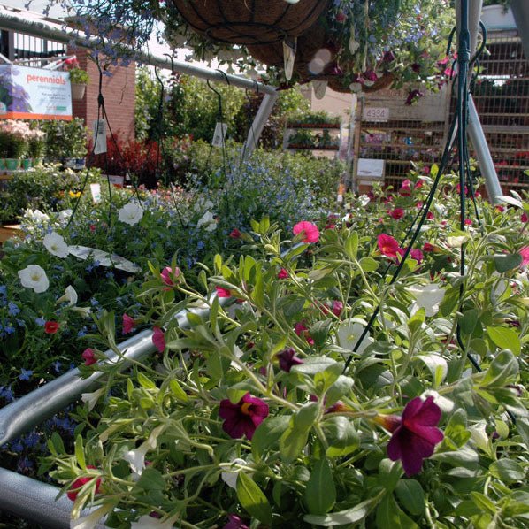 Narrow Basket Hanger - Greenhouse Megastore