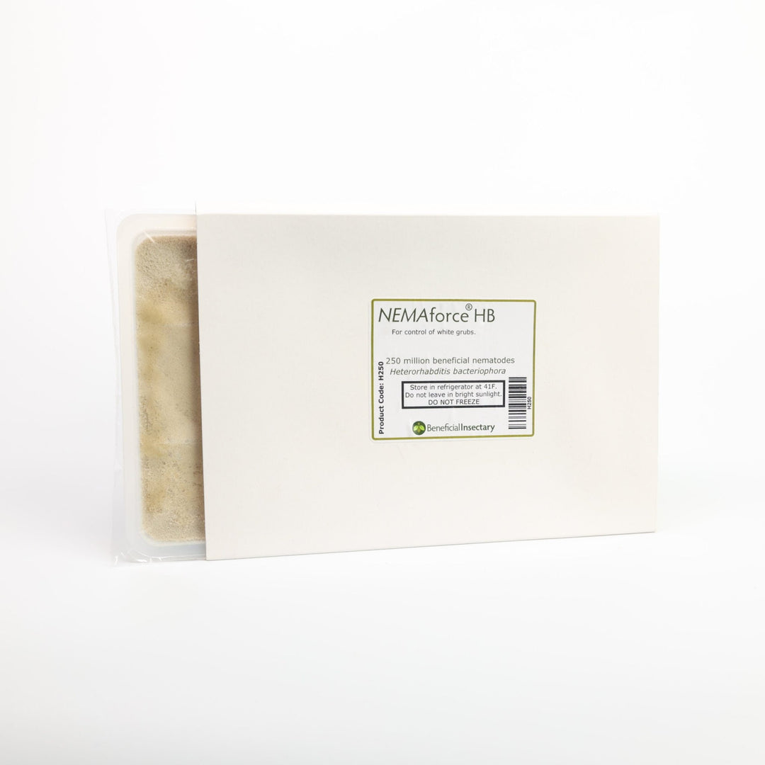 NEMAforce™ HB for Gnat Control - Greenhouse Megastore