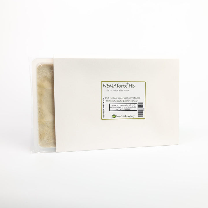 NEMAforce™ HB for Gnat Control - Greenhouse Megastore