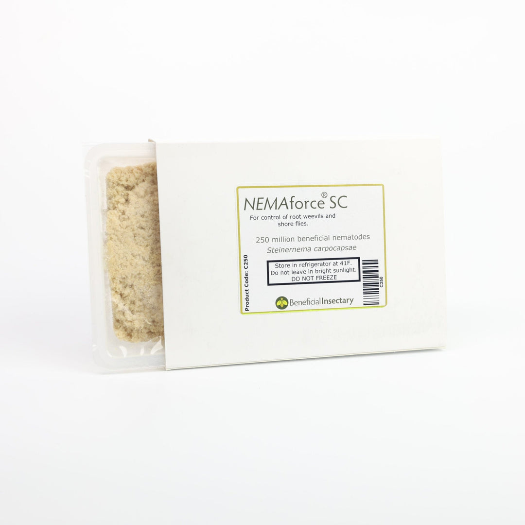 NEMAforce™ SC for Gnat Control - Greenhouse Megastore