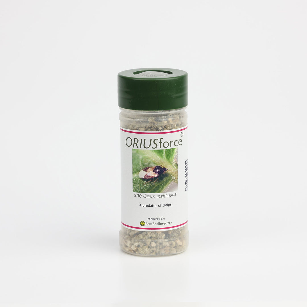 ORIUSforce™ for Thrip Control - Greenhouse Megastore