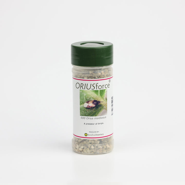 ORIUSforce™ for Thrip Control - Greenhouse Megastore