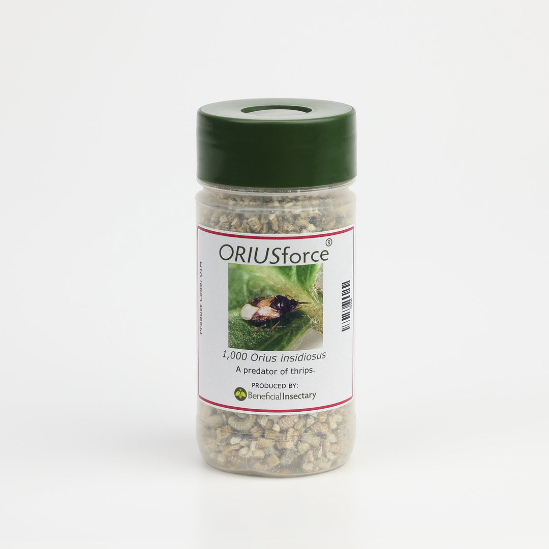 ORIUSforce™ for Thrip Control - Greenhouse Megastore