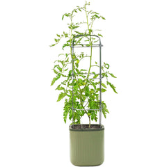 Vego Garden® EZ Self-Watering Tomato Planter with Trellis